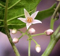Květ tamarilla - kliknutím zobrazíte obrázek v plné velikosti