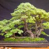 Tamarind jako bonsai - kliknutím zobrazíte obrázek v plné velikosti