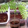 Mladá rostlinka tamarindu - kliknutím zobrazíte obrázek v plné velikosti