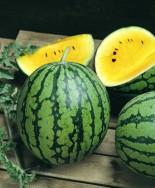 Žlutý vodní meloun - kliknutím zobrazíte obrázek v plné velikosti